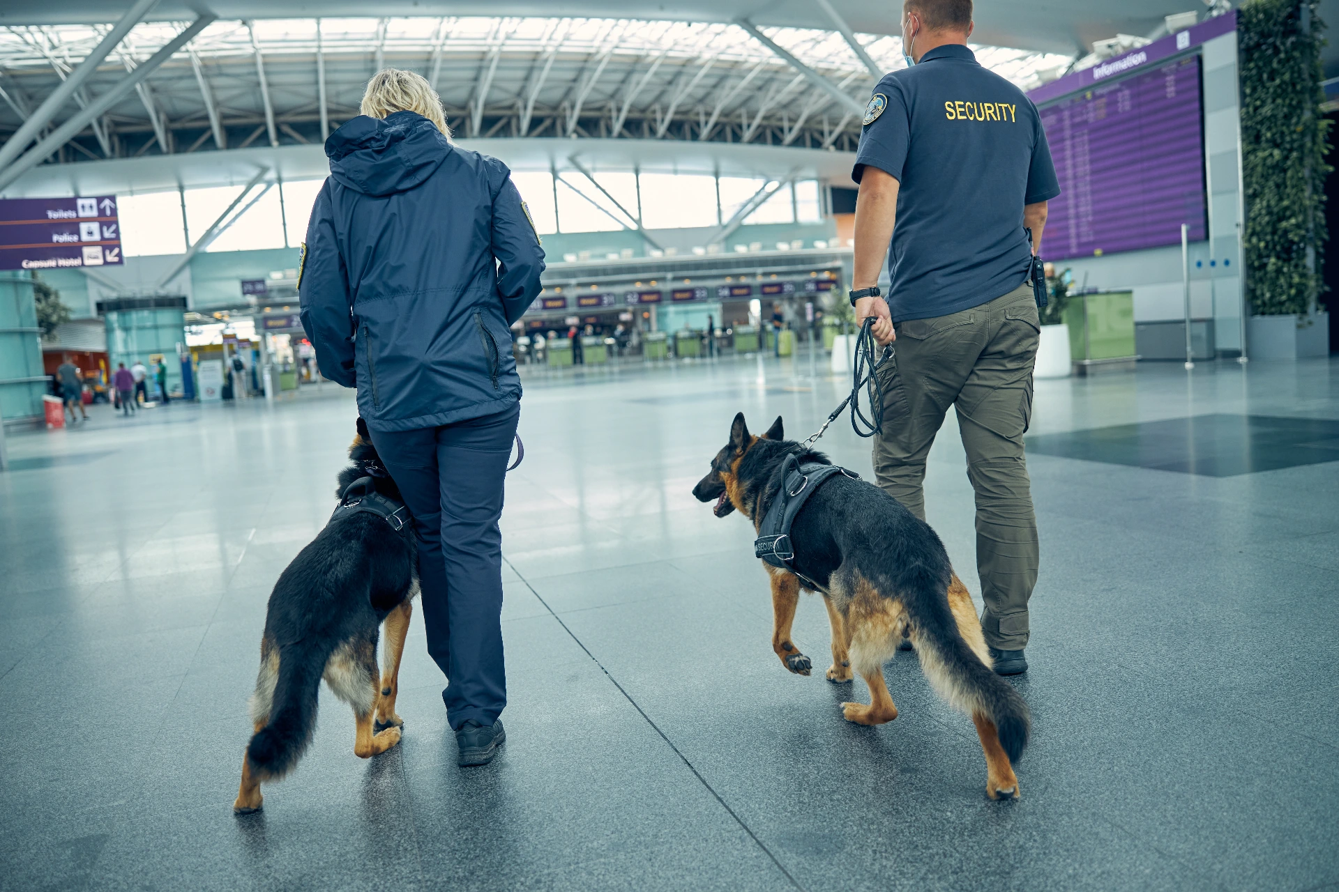 two-officers-with-detection-dogs-walking-in-airpor